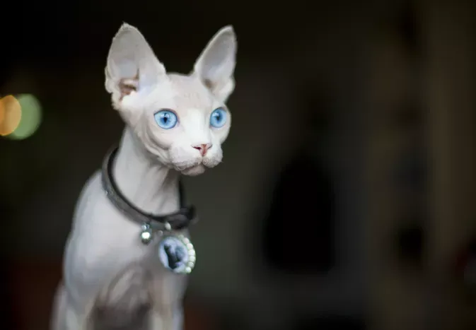 Sphynx: Cat Breed Profile, Characteristics & Care