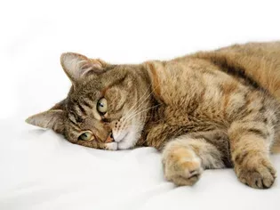 Cat Seizures: Causes and Treatment