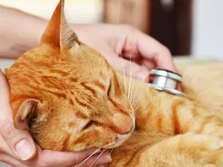 7 Signs That Your Cat Is in Pain