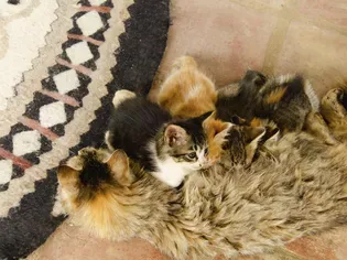 How Soon Can a Cat Get Pregnant After Having Kittens?