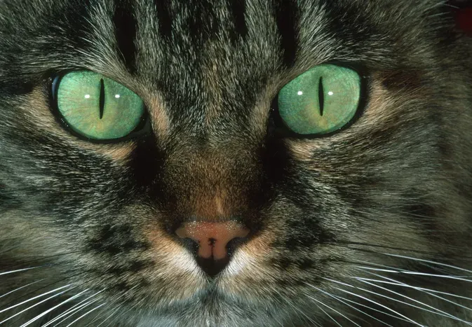 Swollen Eyes in Cats