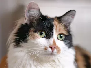 Are Calico Cats Always Female?