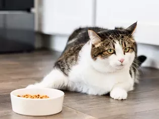 Why Is My Cat Not Eating?