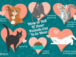 Signs of Heat in Cats