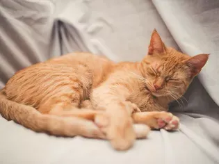 What to Do if Your Cat Is Snoring