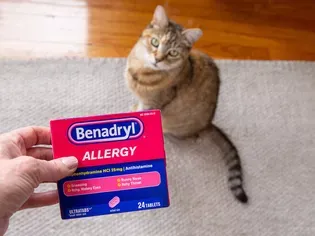 Benadryl for Cats