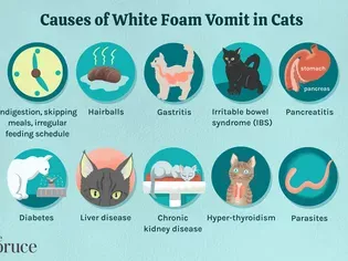 What to Do if Your Cat Is Vomiting White Foam