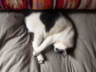 Why Your Cat Sleeps So Much