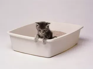 Kitten Diarrhea: When to See the Vet