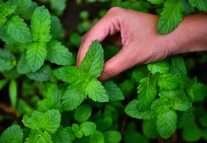 Does Peppermint Oil Kill Fleas?