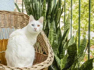 Are Snake Plants Toxic to Cats?