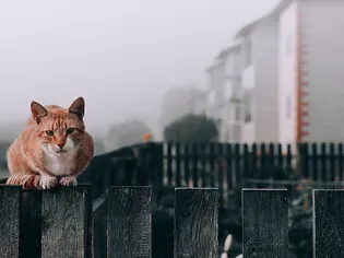 What Do You Feed a Stray Cat?