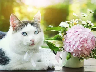 Are Hydrangeas Poisonous to Cats?