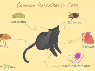 Worms, Mites, Ticks and Other Bugs That Live on Cats