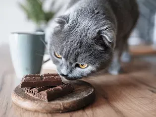 Can Cats Eat Chocolate?