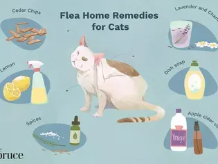 9 Natural Flea Repellents for Cats