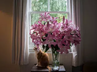 Lily Toxicity in Cats