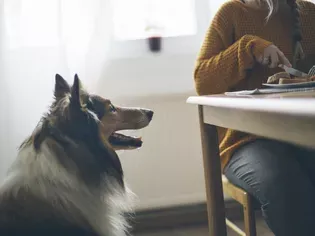 5 Common Foods In Your Pantry That Are Not Safe For Your Pets