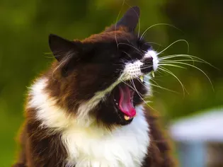 Why Is My Cat Sneezing?