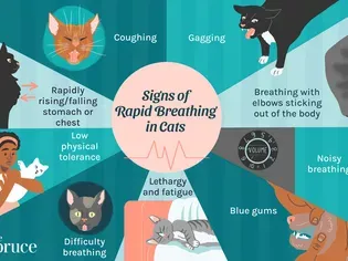 Rapid Breathing In Cats