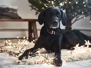 Are Christmas Trees Poisonous to Cats and Dogs?