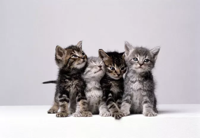 How Much Does It Cost To Spay or Neuter a Cat?