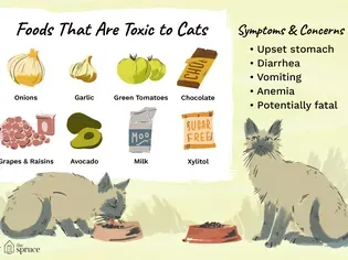 Human Foods That Are Poisonous to Cats