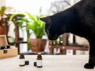 Are Essential Oils Dangerous to Cats?