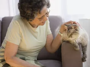 Signs Your Cat Is Aging and When to See the Vet