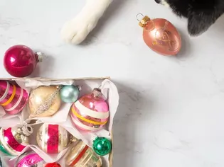 10 Holiday Safety Tips for Cats