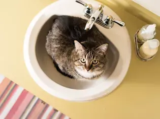 How to Stop Your Cat From Pooping in the Sink or Bathtub