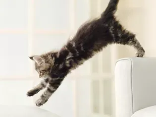 Reasons Why Your Cat Acts Crazy and How to Stop It