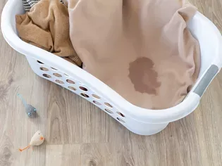 How to Get Cat Pee Smell Out of Clothes & Bedding