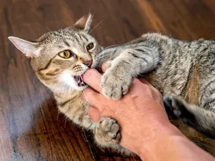 How to Stop Cats From Biting and Scratching