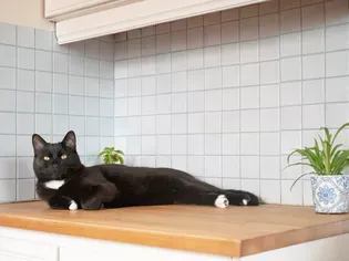 How to Keep Your Cat Off the Kitchen Counters