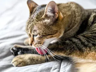 Reasons Why Cats Overgroom and How to Stop It