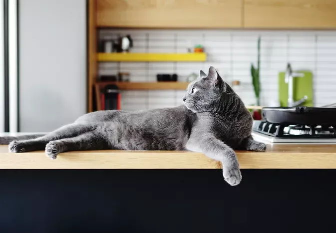 Cats and Aluminum Foil: Will It Keep Your Kitties Off the Counters?