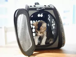 How to Crate Train Your Cat