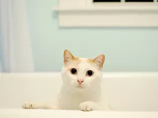 What to Do if Your Cat Is Peeing in the Bathtub