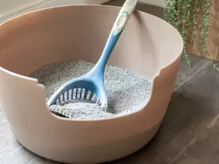 The Best Way to Dispose of Cat Litter