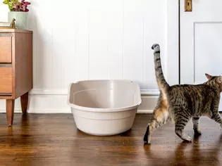 How to Stop Your Cat From Tracking Litter and Poop