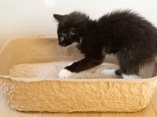 Training Your Kitten to Use the Litter Box