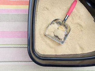 How to Keep Your Cat's Litter Box Clean