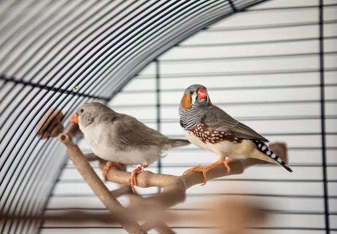 5 Ways to Find Your Bird a New Home