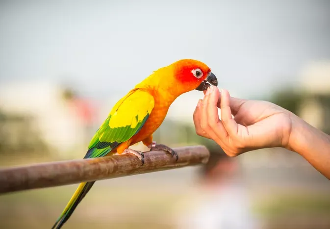 Keeping Wild Birds as Pets