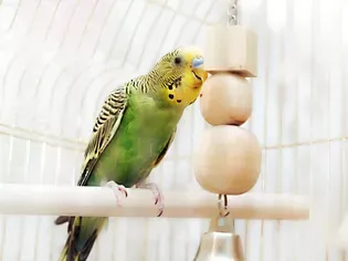 How to Prevent Boredom in Pet Birds