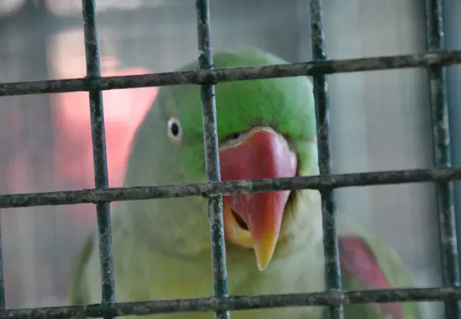 Stress in Pet Birds