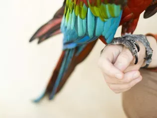 How to Trim Your Bird's Nails