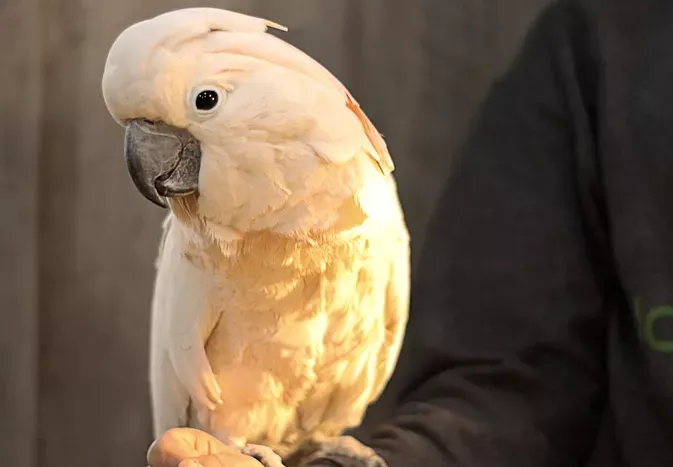 How Much Does It Cost to Buy & Care for a Pet Bird?