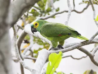 Blue-Fronted Amazon Parrot: Bird Species Profile